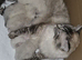 Female Ragdoll kittens