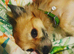 10 year old chihuahua