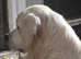 CHAMPION BRED KC STUD DOGS  EXCELLENT HEALTH TESTS