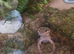 Beautiful leopard gecko