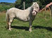 Stunning shetland mare