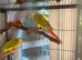 2026 Conure chicks. Hatched May.