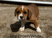 Boxer cross Rottweiler pups