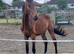 Denver aes reg 3 yr gelding