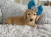 KC registered miniature long- haired dachshund