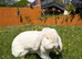 Pedigree giant French lop bunnies