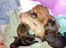 Puppies