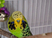 Beautiful pair of silly tame baby cockatiels and thier friends a pair of beautiful show budgies