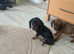Miniature dachshunds