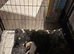 Stunning Cavapoo puppies