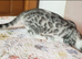 Young Adults & older kittens Bengal X