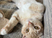 British shorthair X