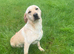 Female Labrador for sale