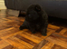 Pomeranian puppies