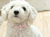 Toy maltipoo female