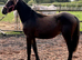 Cob cross filly