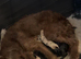 Labradoodle F1B Health clear pups