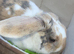 Female lop rabbit