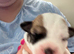 9 stunning. Jack Russell pups