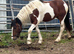 Lovely 2year old filly for sale