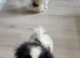 Beautiful Japanese Chin puppies