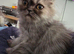 Beautiful Silver Persians. 1 boy 2 girls left - Ready Now