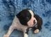BEAUTIFUL LITTER OF 5 BOSTON TERRIERS