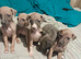 Whiggy....Whippet x Italian greyhound puppies