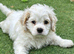 One puppy left due to time wasters