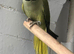 Ringneck with full setup
