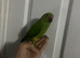 3x hand tame ringneck baby's
