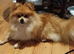 Beautiful pom male