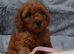 Poodle puppies looking for there new home