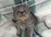 Beautiful British shorthairs
