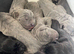 Outstanding ICCF Cane Corso Puppies &ndash; Health Tested & Home Raised
