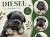 Fluffy French bulldog puppies