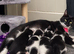 GORGEOUS BLACK & WHITE KITTENS FOR SALE