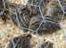 Baby quail