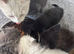 Friendly farm kittens