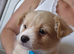Jack Russell x Pomeranian