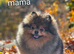 Female Teddy Bear Pomeranian Puppy Croydon