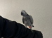 African Grey Tamed & Talking