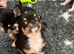 Chihuahua puppy (male)