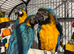 Blue and gold macaw baby's ready soon!!!