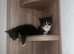 Kitten wanting forever home