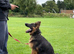 German Shepard bitch 5 years old