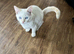 Ragdoll cross kittens for sale £250 each