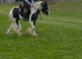Woody 4 year old cob