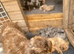 Gorgeous cockapoo pups
