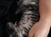 Norwegian forest x Turkish agara